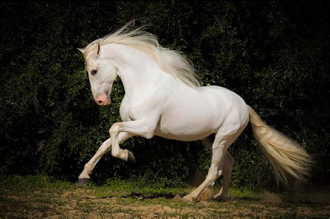 sognare un cavallo|cavallo bianco significato.